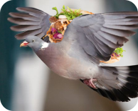 pigeon holding a kebab