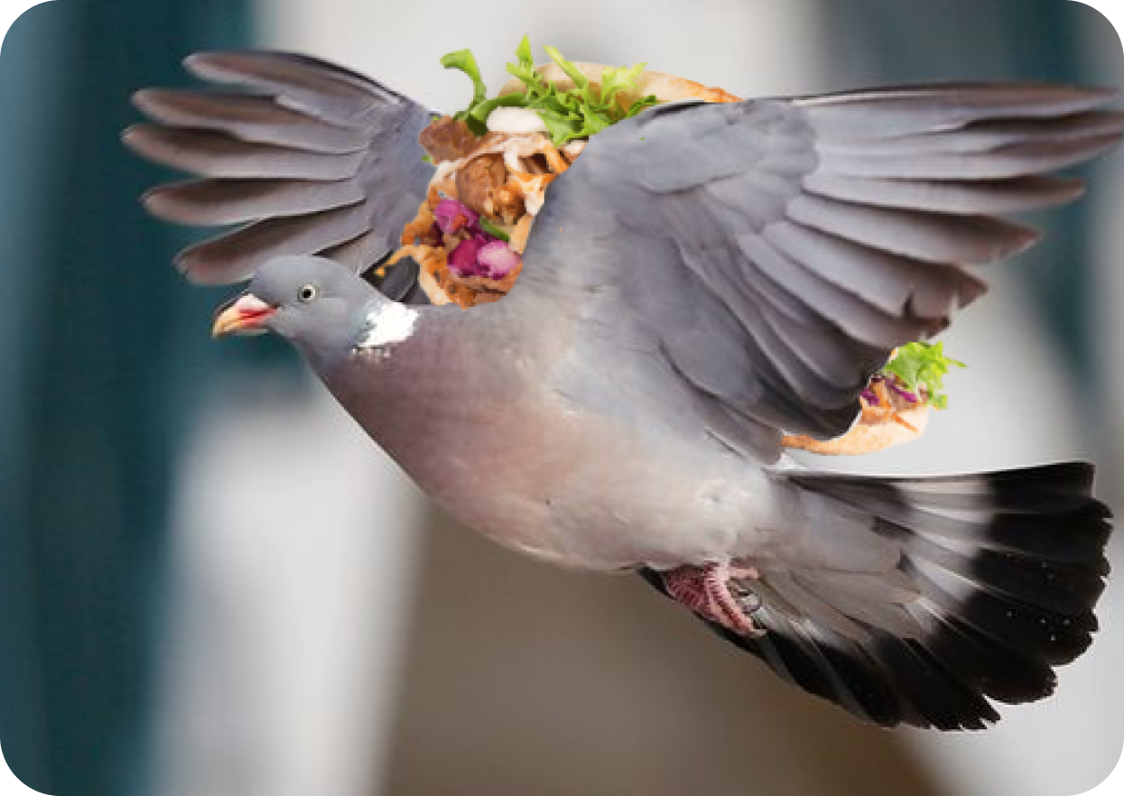 pigeon with kebab on his back